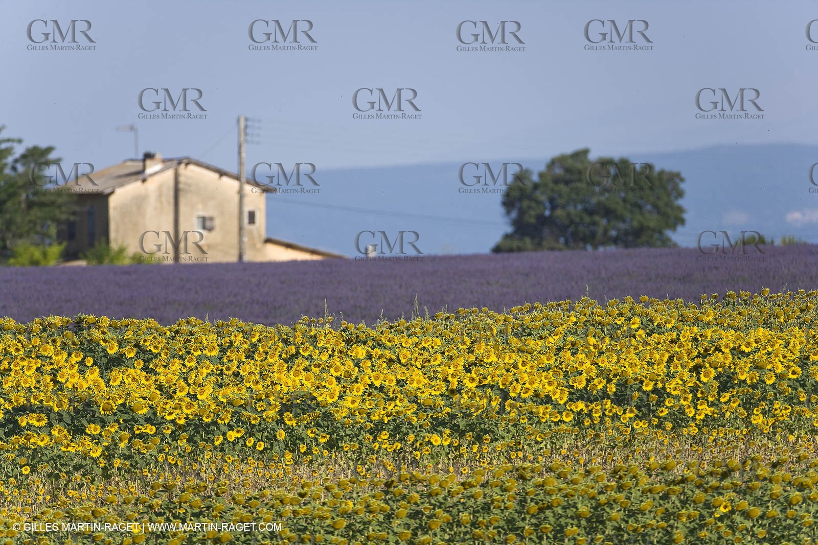13 08 2007 - Valensole (04) - lavender fields on Valensole plateau