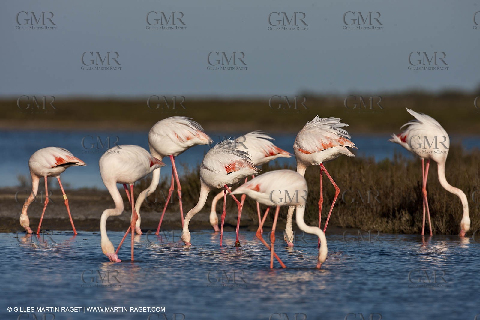 09 04 2011 - Les Saintes Maries de la Mer (FRA,13) - Flamants de Camargue