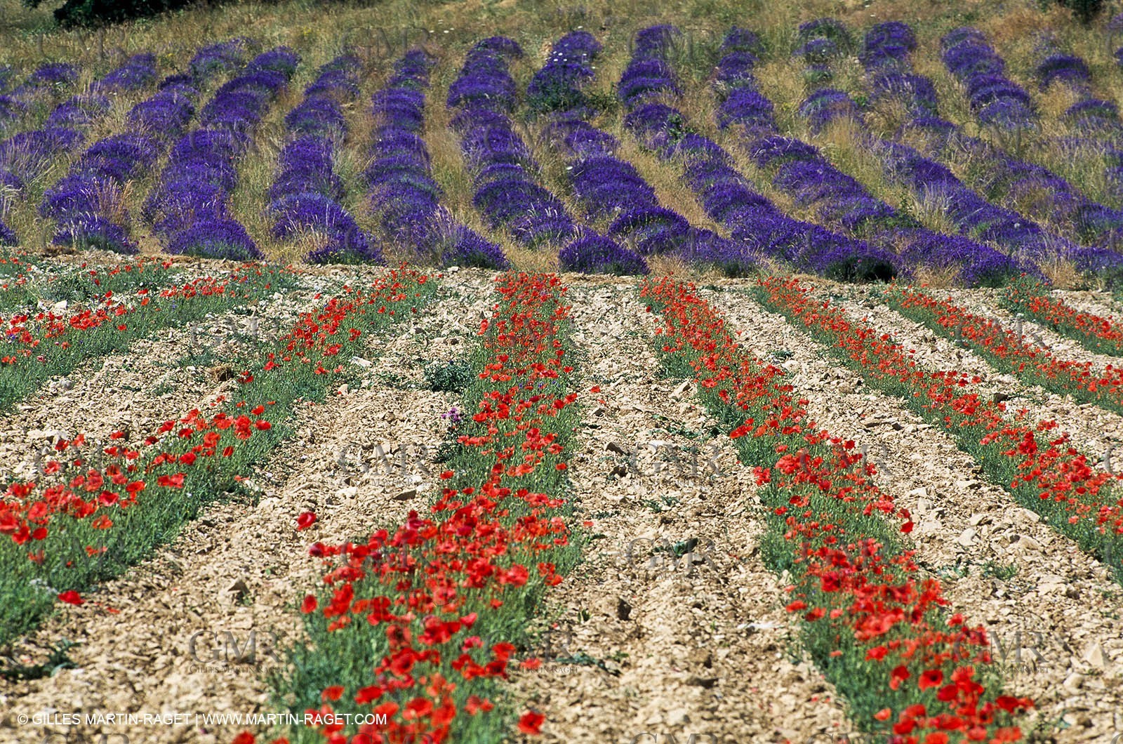 Lavender fields, popppies field