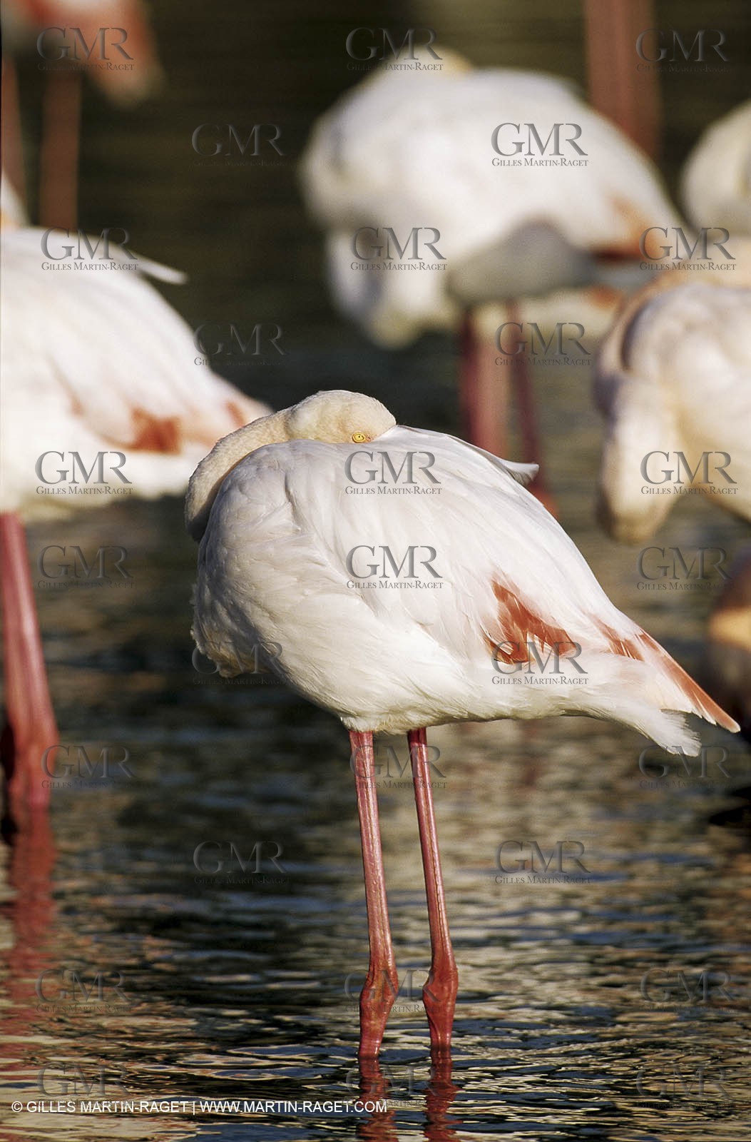Camargue (FRA,13) - Flamants roses en Camargue