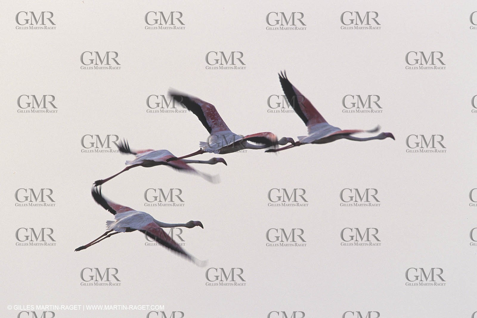 France, Provence, Camargue wildlife and landscapes, pink flamingos