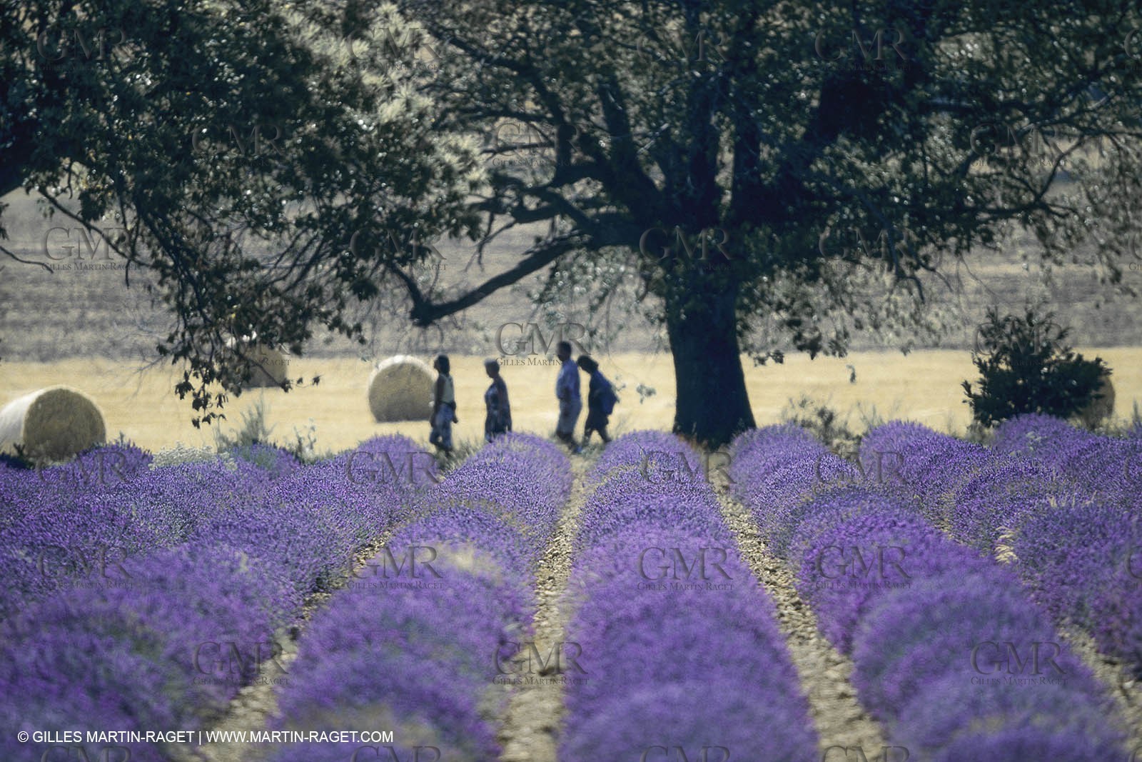 France, Provence, Lavender fields