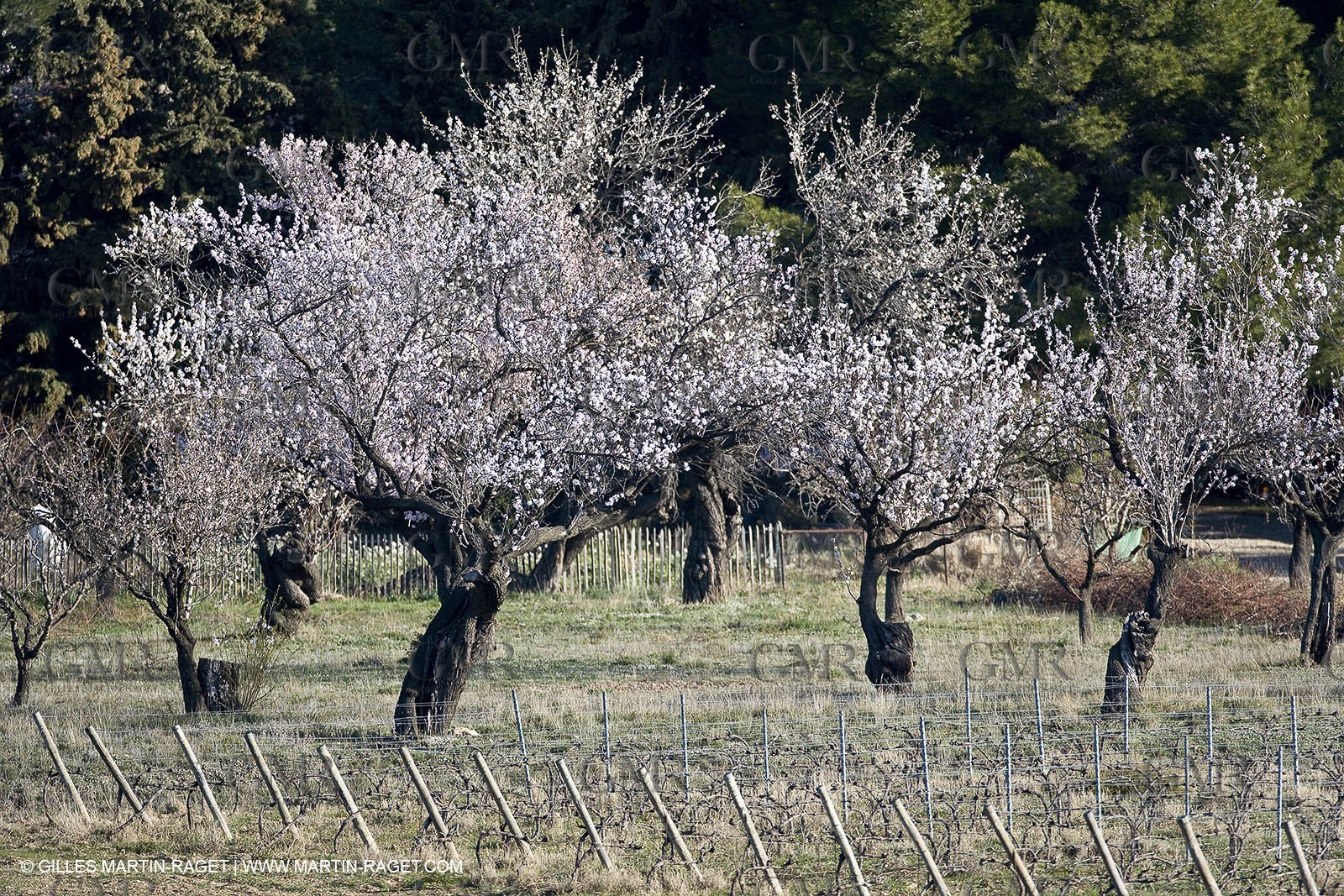 09 02 2008 - Les Baux de Provence (FRA, 13) - Alpilles hills landscapes