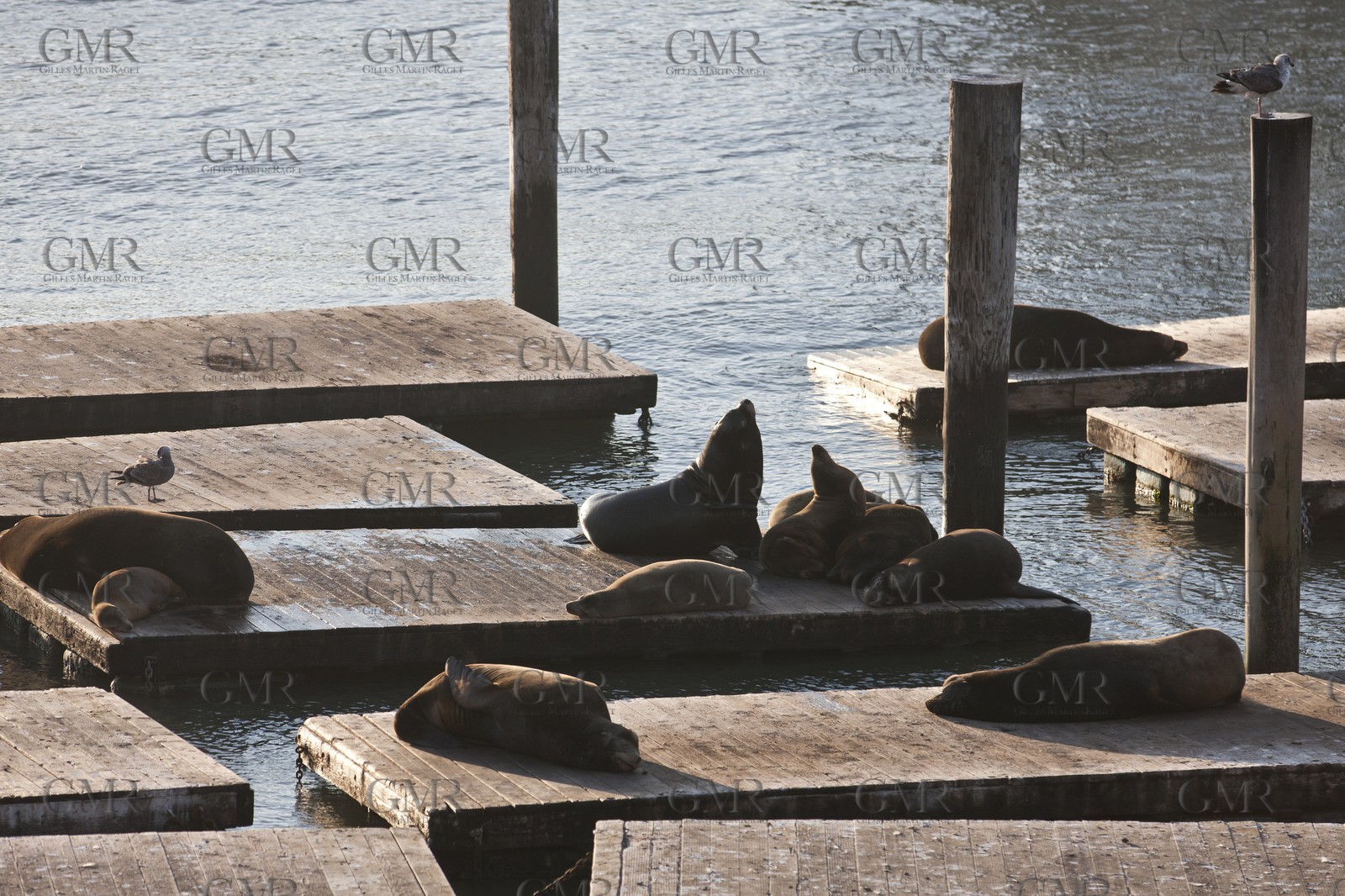 07 01 2011 - San Francisco (USA,CA) - Les Docks - Pier 39