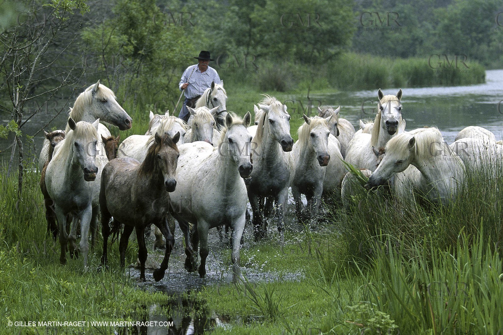 Camargue (FRA,13)