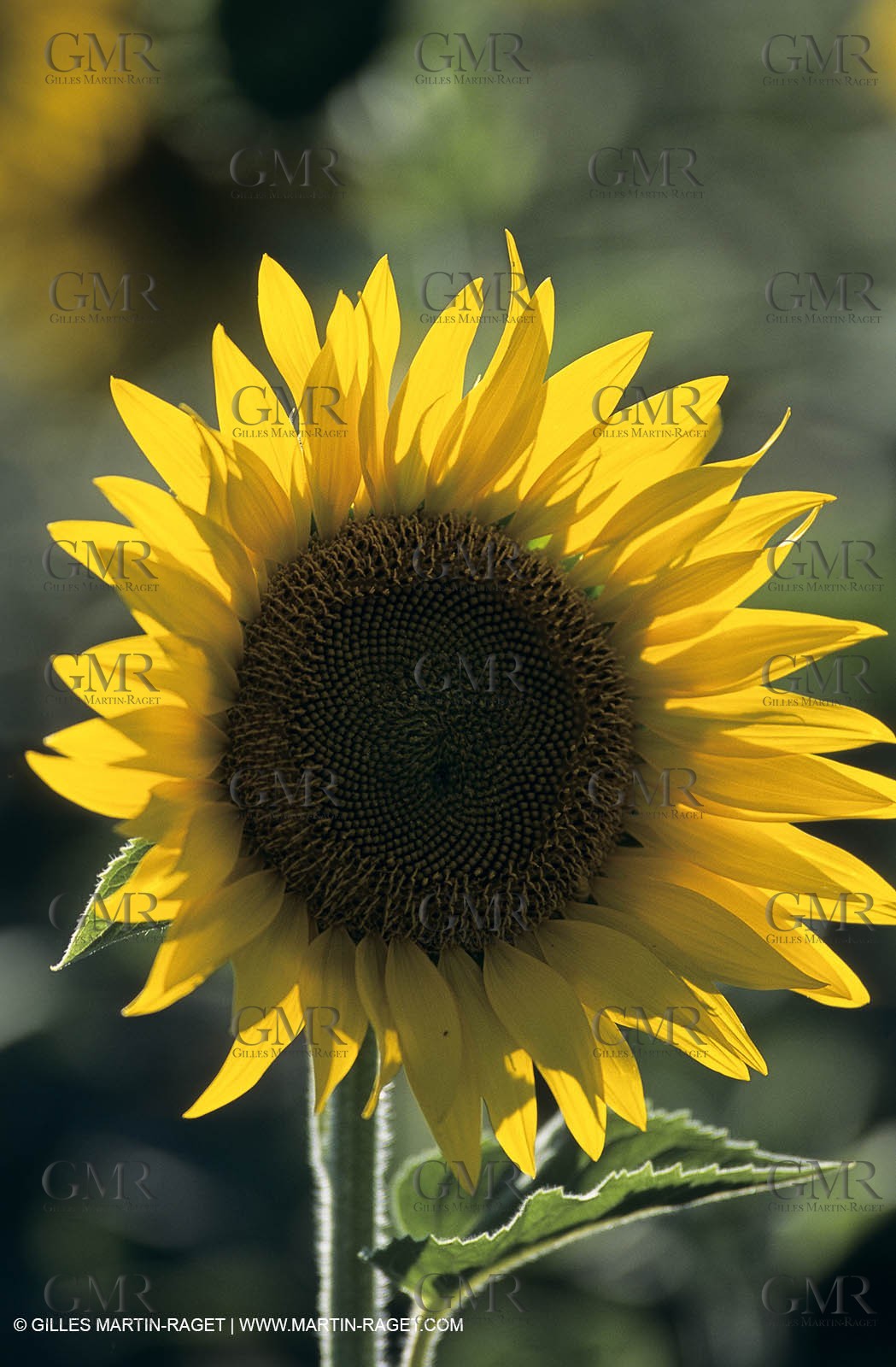 Luberon (FRA,84), Sunflower fields