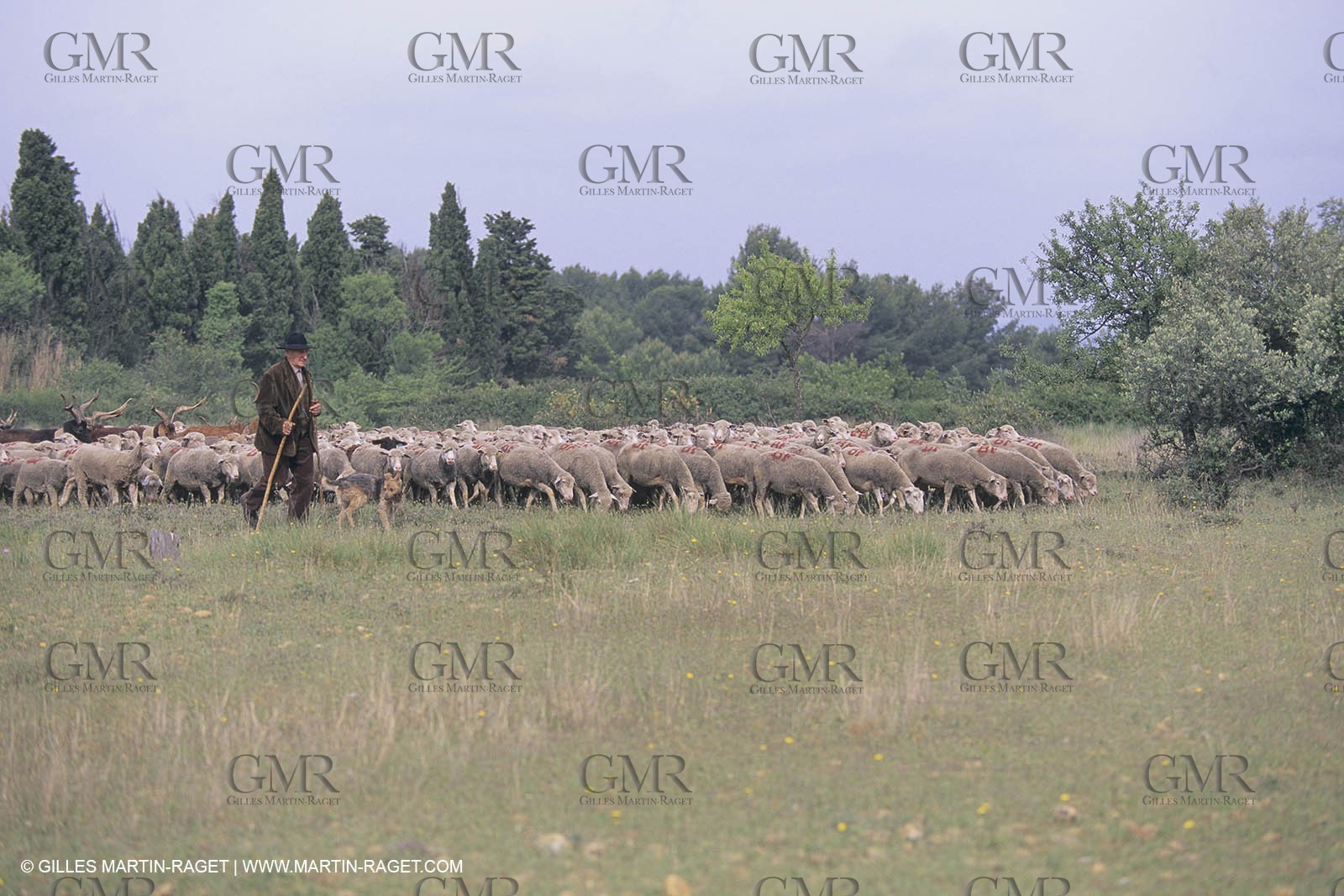 France, Provence, Moutons, bergers, élevage, transhumance