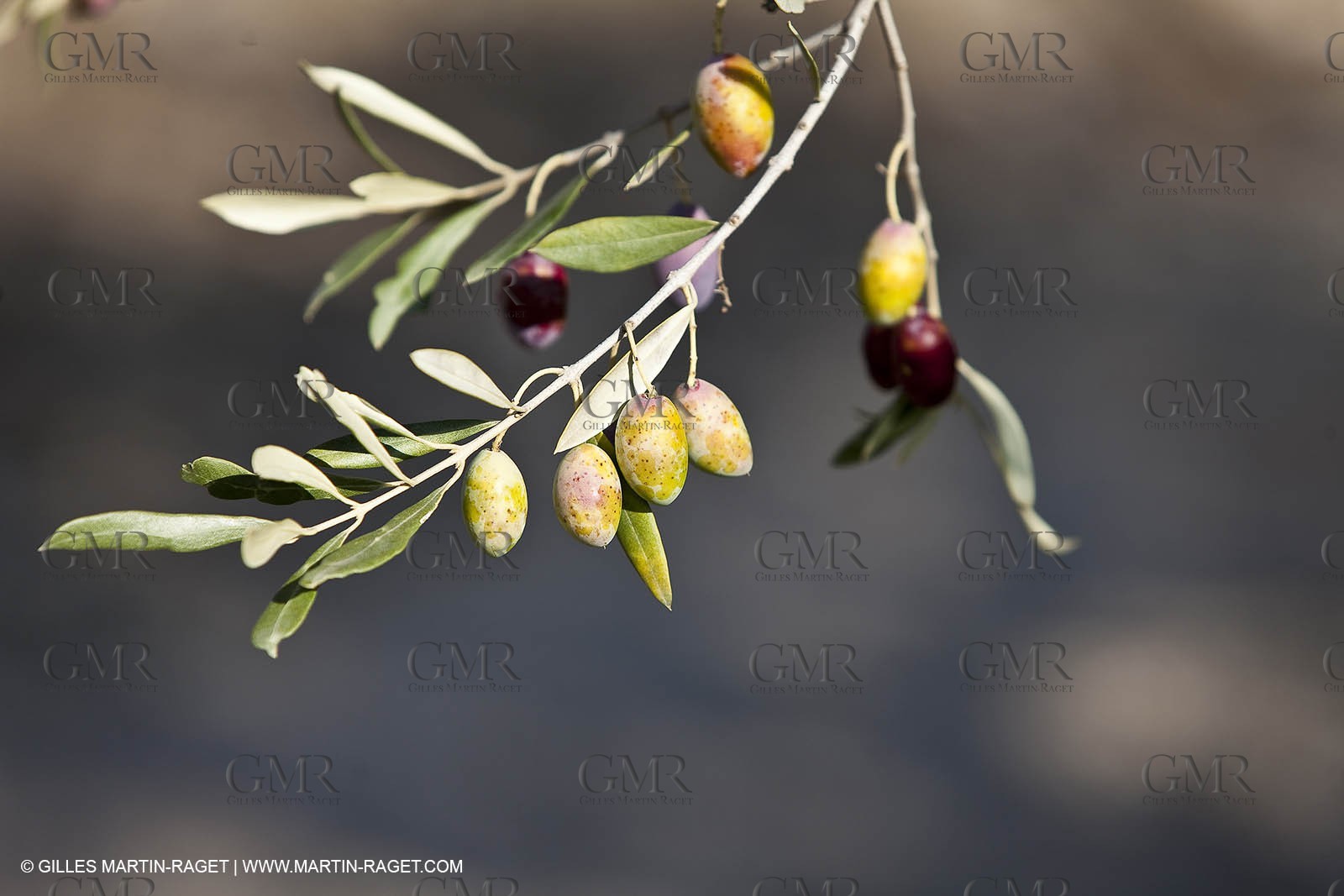 Saint Drézéry (FRA, 34), Domaine de Puech Haut