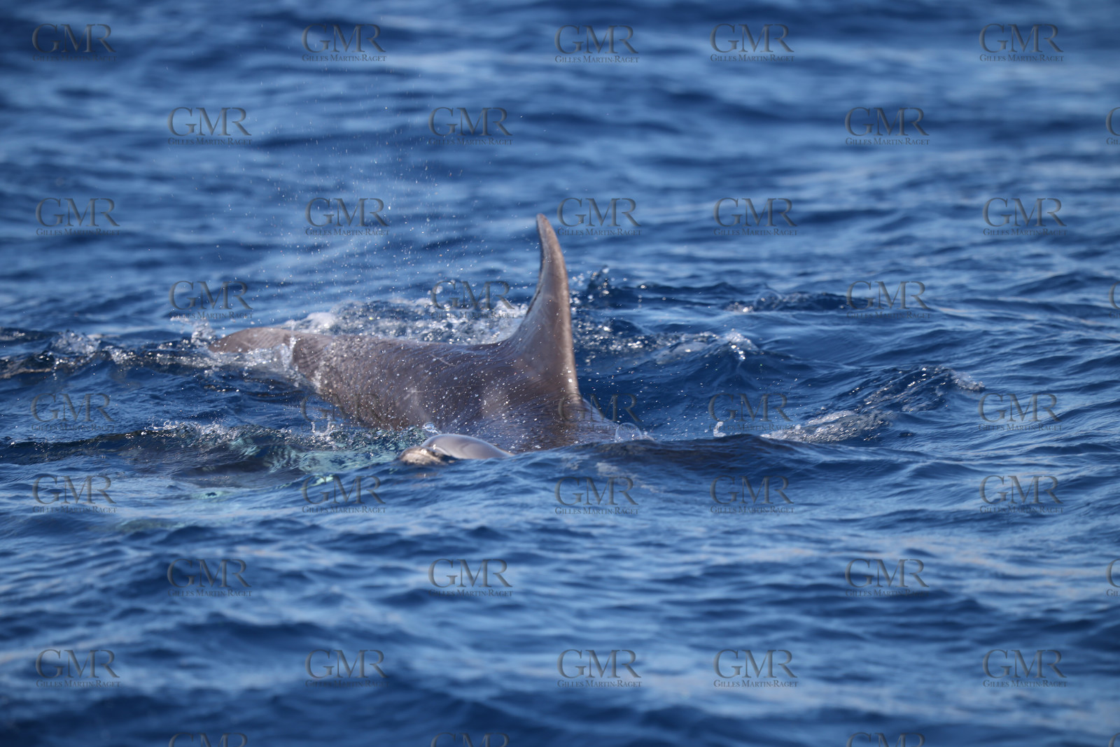 GMR_JurisCup25_3453.jpg