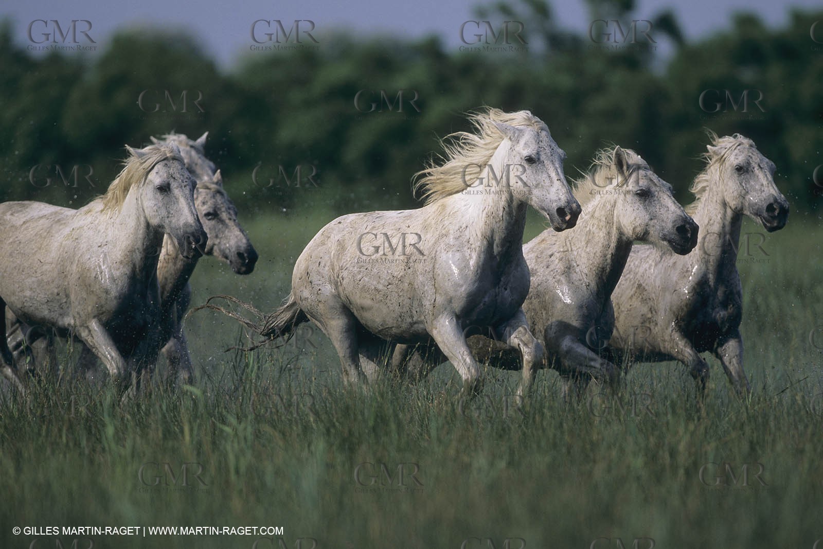 France, Provence, Camargue, White horses from Camargue