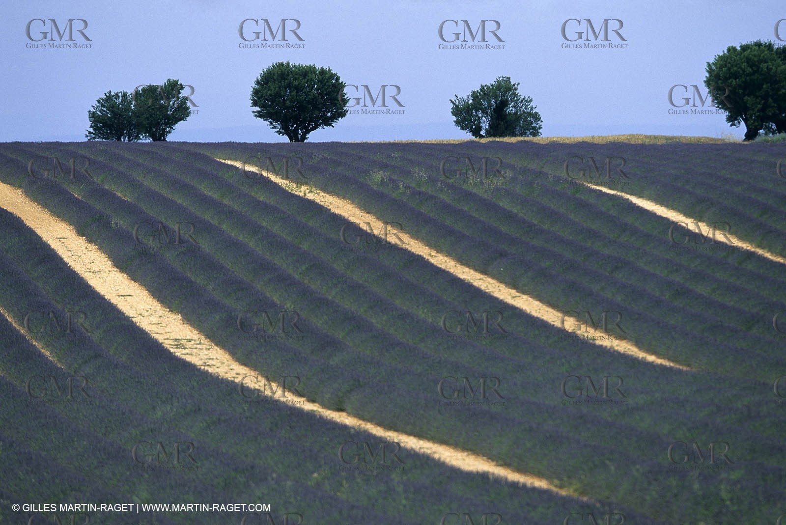 Lavander fields
