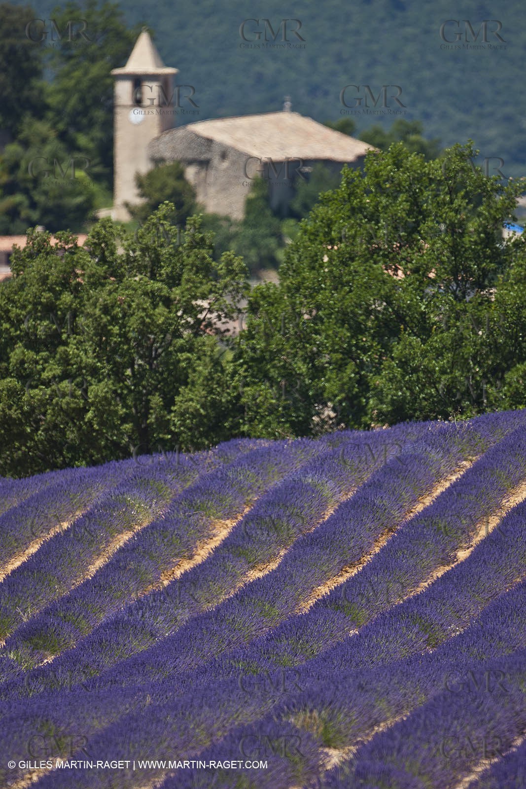 27 06 2011 - Entrevennes (FRA, 04) - Lavander fields