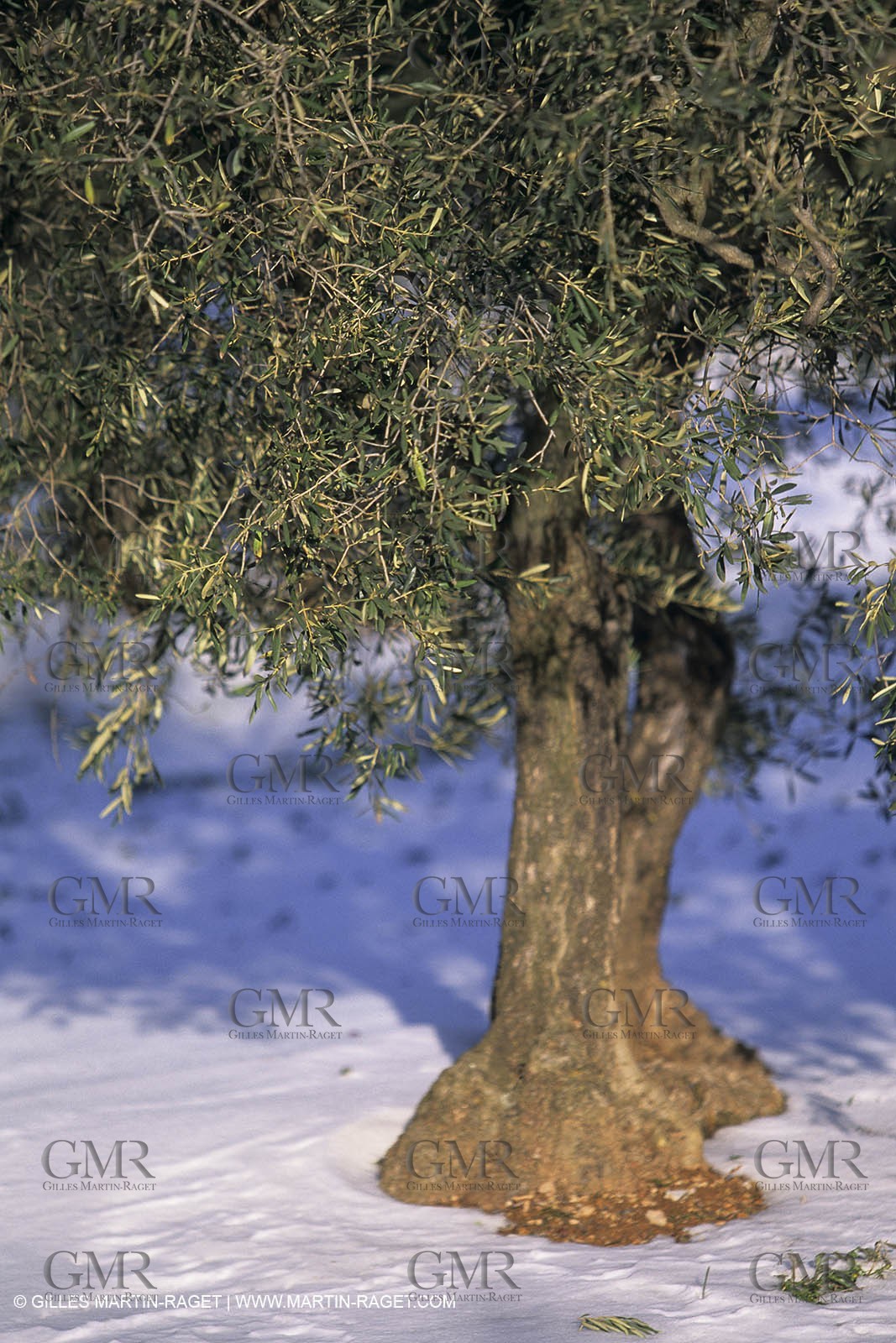 Provence under snow - Baux ed Provence