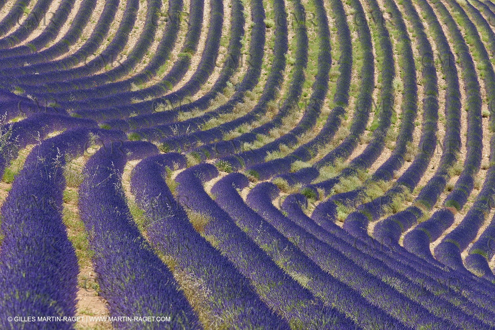 27 06 2011 - Puimichel (FRA, 04) - Lavander fields