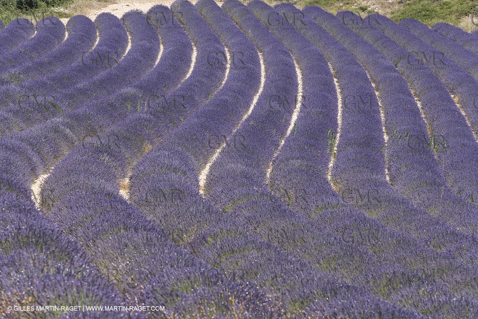 13 08 2007 - Valensole (04) - lavender fields on Valensole plateau