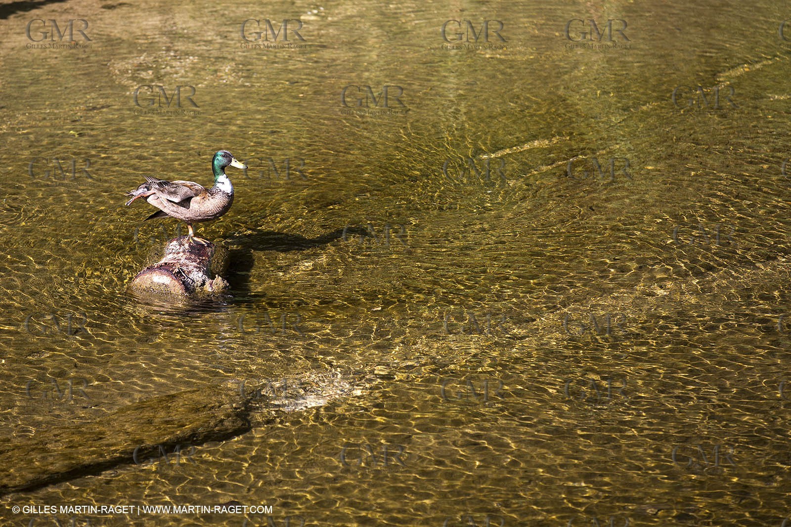 15 06 2012 - L'Huveaune à Auriol (FRA,13)