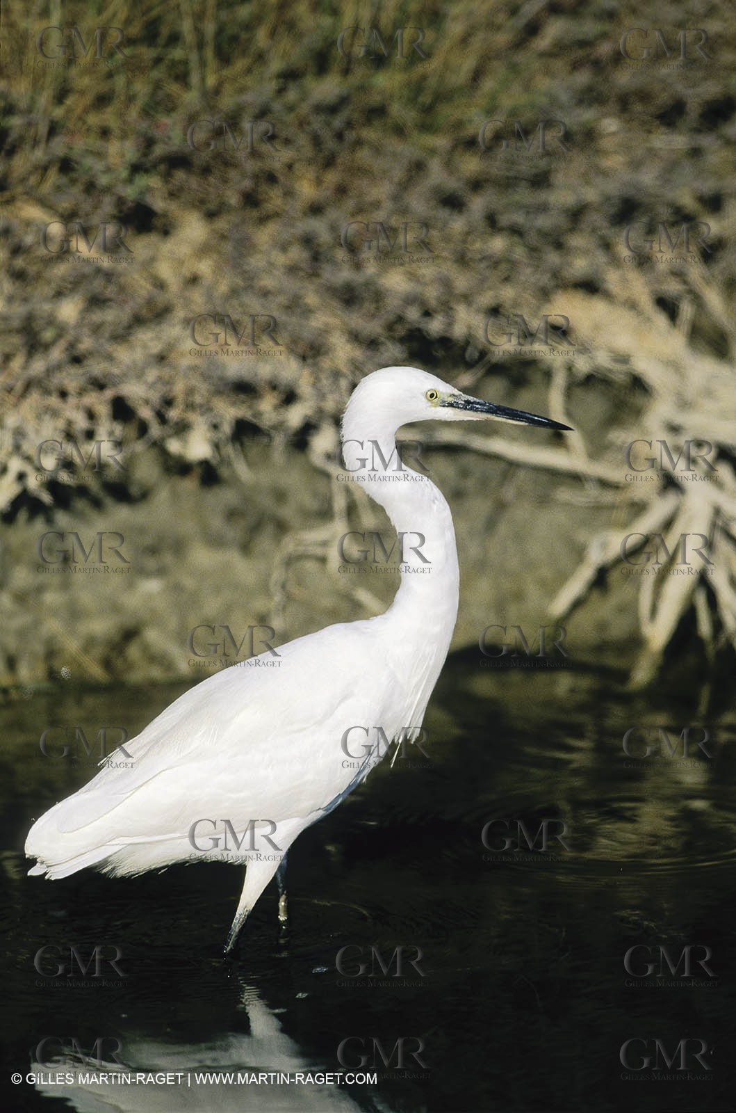 Camargue (FRA,13) - Oiseaux en Camargue - Aigrette Garzette