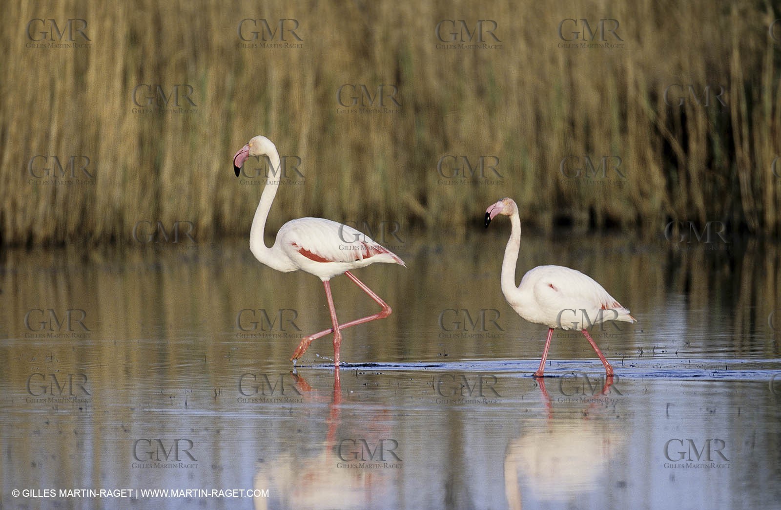 Camargue (FRA,13) - Flamingos in the Camargue
