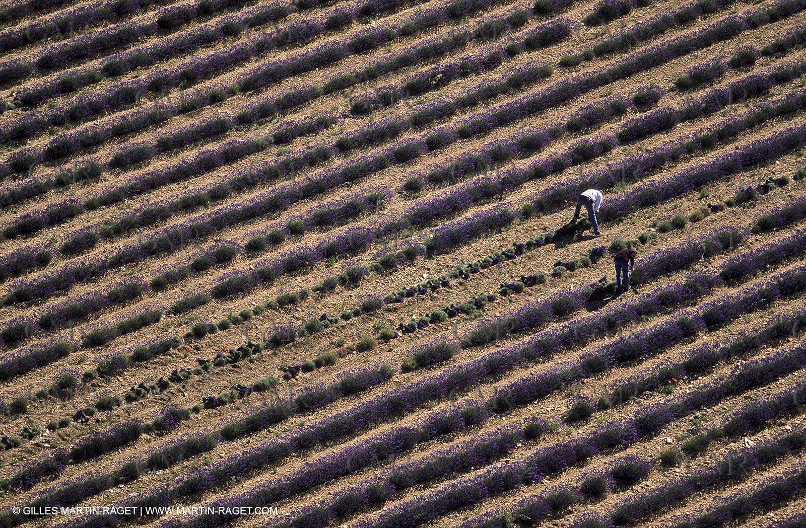 lavander fields , 2005  , Valensole plateau