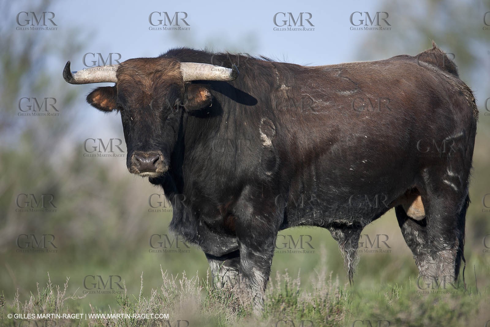 19 04 2011 - Arles (FRA,13) - Bullfight toros in Camargue