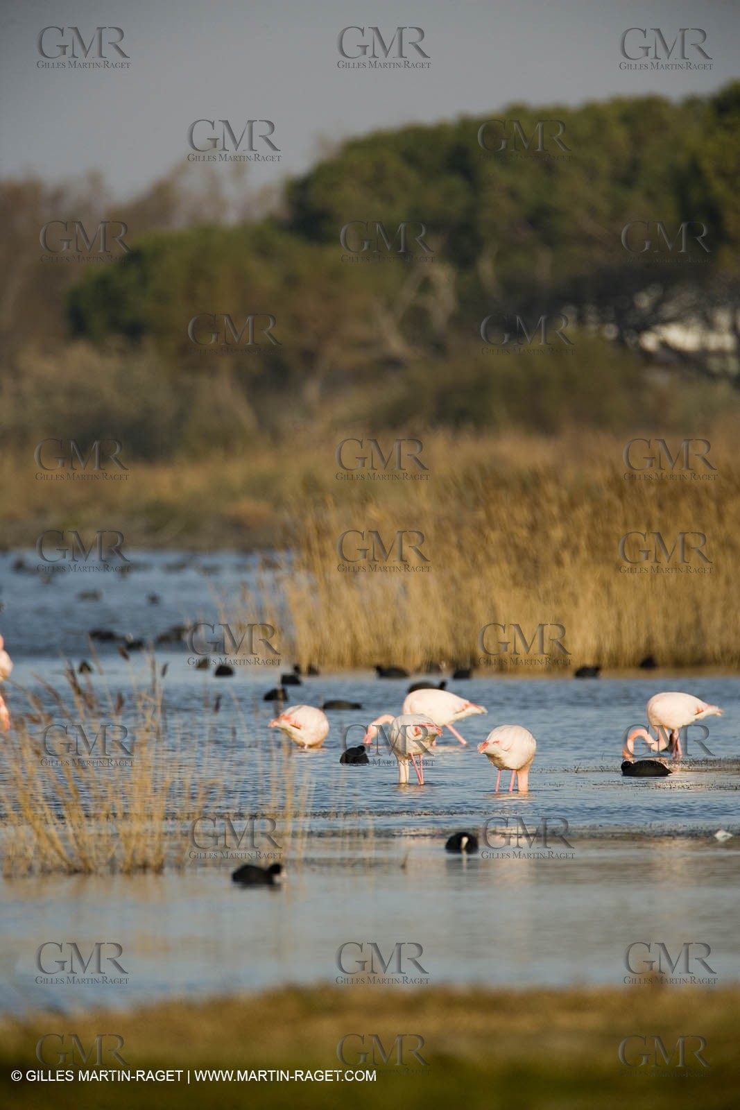23 12 2006 - Saintes Maries de la Mer - Camargue horses