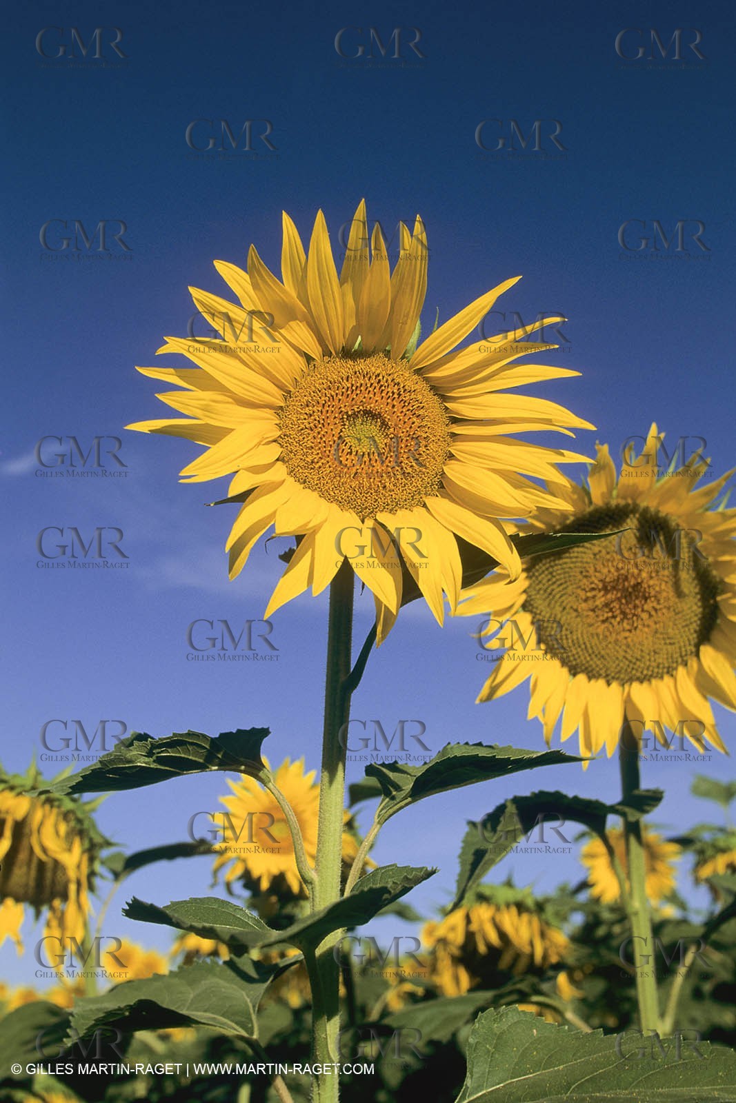 France, Provence, Champs de tournesols