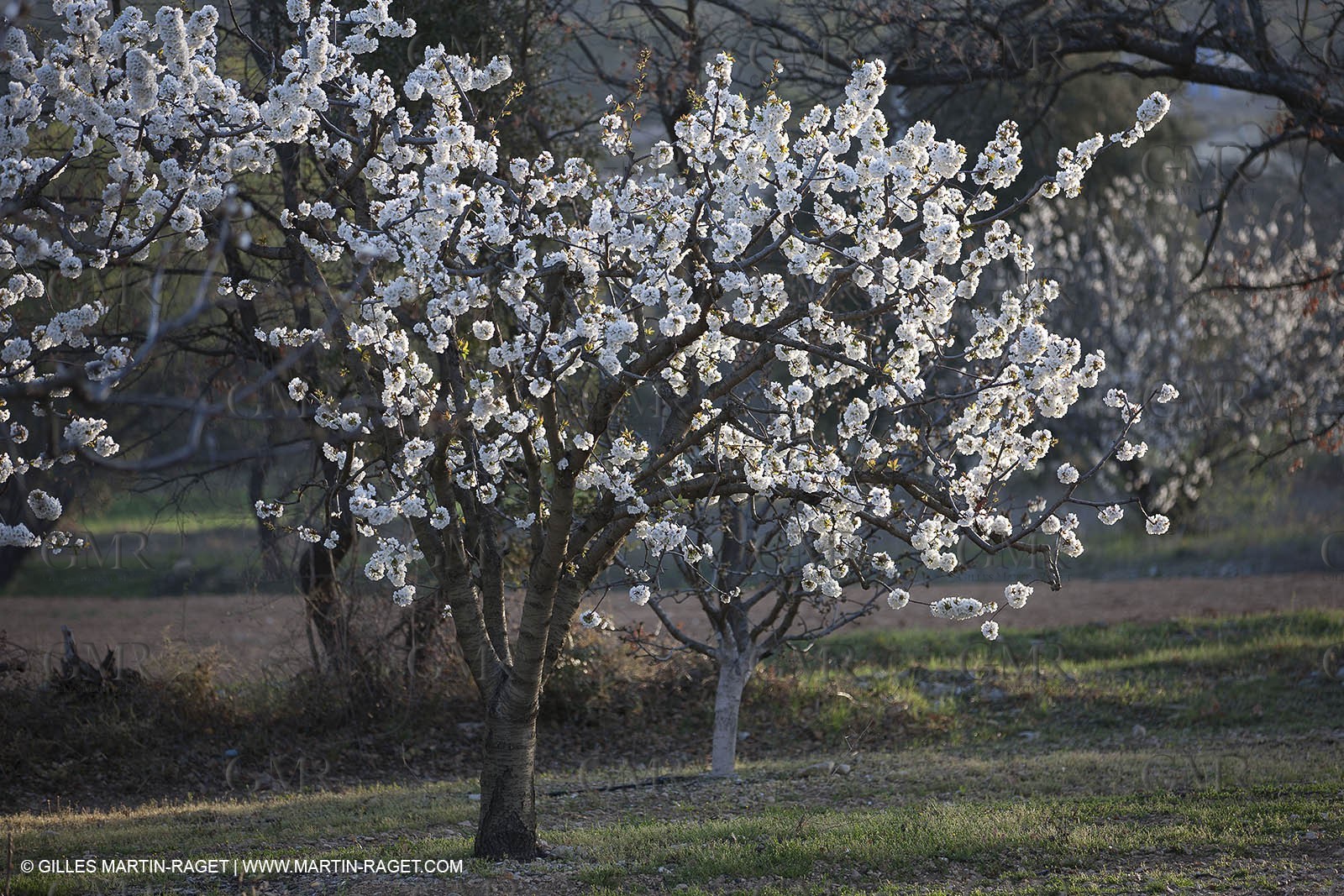 30 mars 2012 - Saint Saturnin les Apt (FRA, 84) - Cerisiers en fleurs